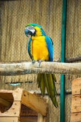 snapshot of a parrot on a tree