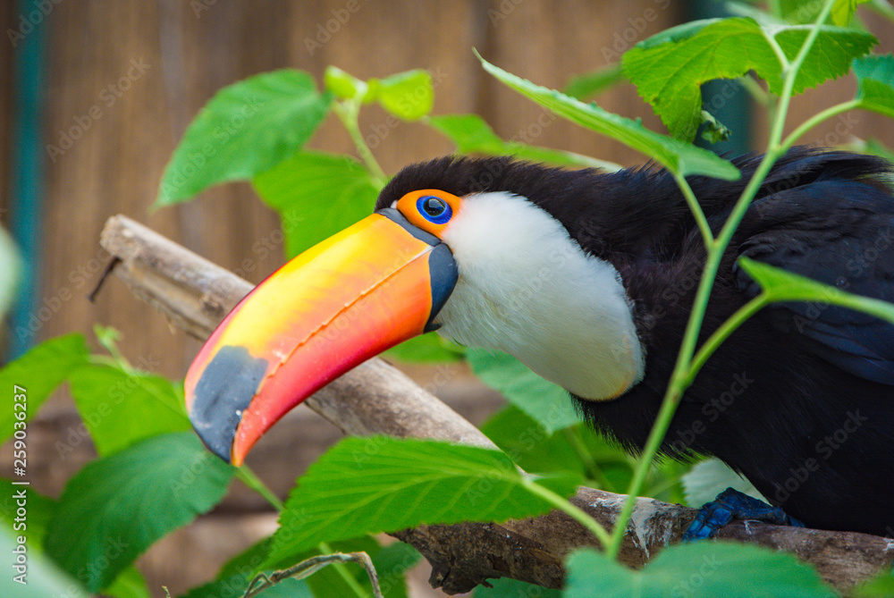 Wall mural south american mlticolored toco toucan adult bird