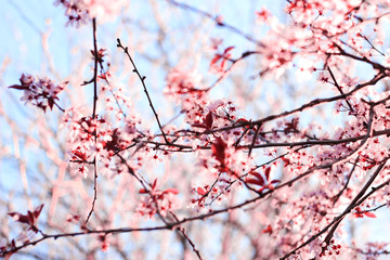 Cherry Blossoms