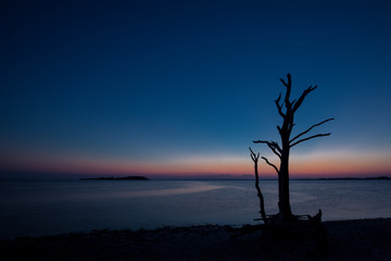 Old tree silhouetted against a colorful sunset sky at assateague Island. Photo by: Chuck Beyer