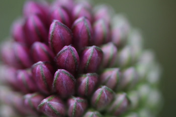 Closeup Buds