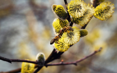 two bees are feeding on willow