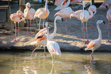 Greater Flamingo (Phoenicopterus roseus) on the wate