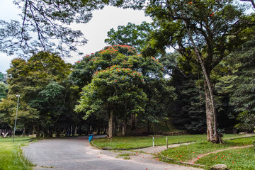 Horto Florestal in Sao Paulo, Brazil