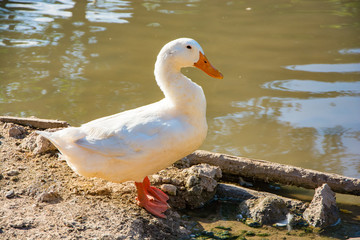 White goose near the water