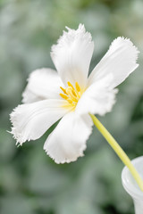 Opened bud of unusual white tulip. Flower with fringed on natural foliage green background. spring mood