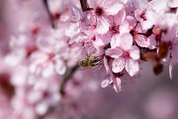 Rosa Mirabelle: prunus cerasifera