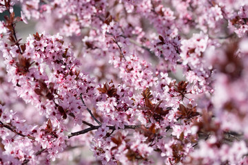 Rosa Mirabelle: prunus cerasifera