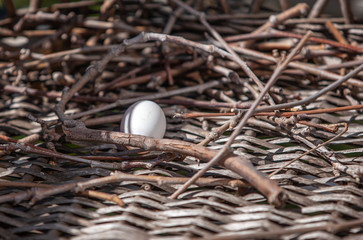 turtle dove egg in the nest