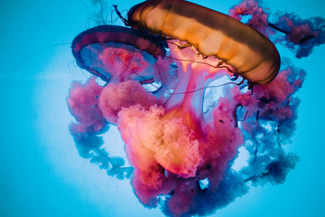Orange and Pink Jellyfish with Blue Background © Crystal
