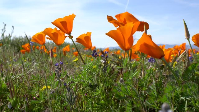 california poppies on green field