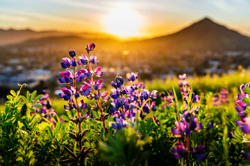 Lupine Flowers with Sun and Mountains