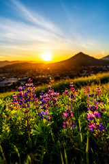 Setting Sun with Lupine Flowers and Mountains