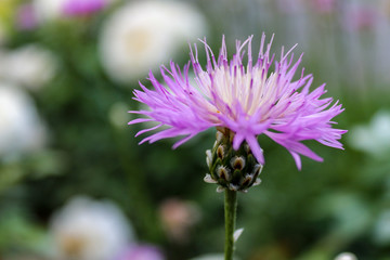 Purple cornflower, also called bachelor's-button, close up with green flower bokeh background.
