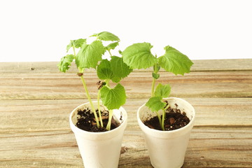 bitter gourd or bitter melon,momordica charantia plant seedling germination and growing in glass pot