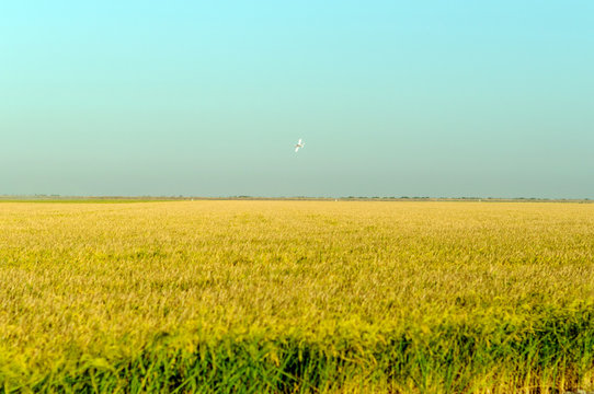 Prado amarillo de sembrado 