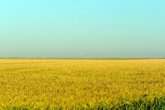 Prado amarillo de sembrado  02