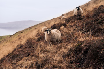Sheep grazing in the highlands of Scotland © Johnathon