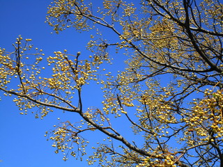 FLORES AMARILLAS Y CIELO AZUL, árbol, cielo, naturaleza, hojas, bosque, otoñal, sucursal, azul, verde, 