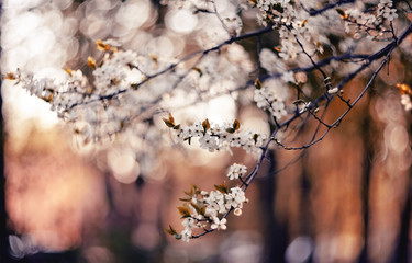 Spring blossoming of cherry.