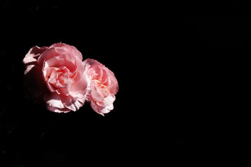 Spring flowers on a black background, coziness of a new village house, beauty created by nature, an isolated flower