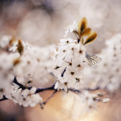 Butterfly on a white flowers of cherry