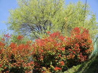 ARBOLES Y ARBUSTOS EN FLOR