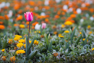 Tulip&aacute;n rosa junto a flores naranjas y amarillas en un parque de Bilbao.