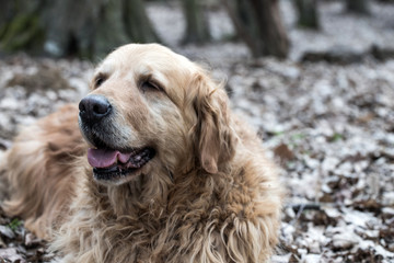 old golden retriever dog in forest