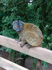 common brown lemur at the zoo