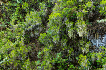 Laurisilva Forest in the Los Tilos ravine, La Palma Island, Canary Islands, Spain