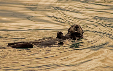 Fototapeta premium Closeup of a Sea Otter feeding and floating in golden colored waters in Seward Bay.