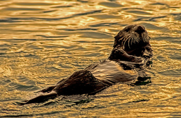 Closeup of a Sea Otter feeding and floating in golden colored waters in Seward Bay.