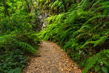 Laurisilva Forest in the Los Tilos ravine, La Palma Island, Canary Islands, Spain