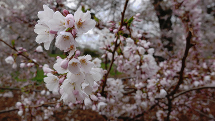 Naklejka premium Cherry blossom detail