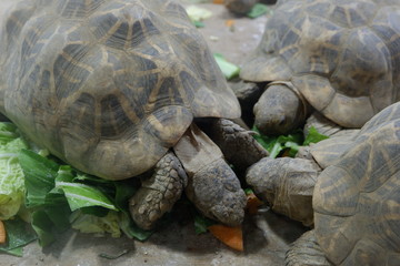 Turtle eating carrot