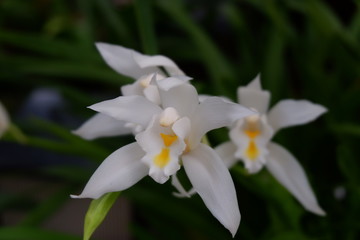 White Cymbidium eburneum