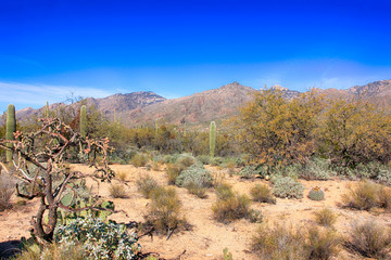 Sabino Canyon in Tucson, Arizona