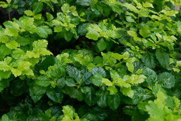Jagged green leaves
