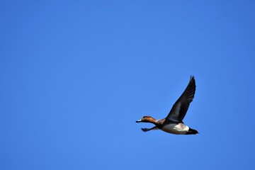 ヒドリガモ Eurasian wigeon
