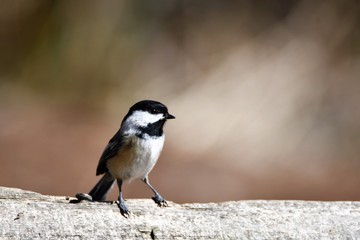  アメリカコガラ  CHICKADEE