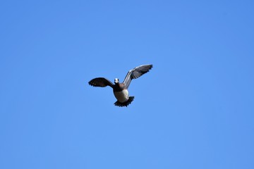 ヒドリガモ Eurasian wigeon