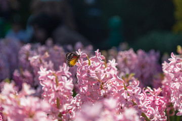 Hyacinth flower and Butterfly in garden at sunlight in morning. Kingdom name Plantae, Scientific name Hyacinthus and Family name Asparagaceae.