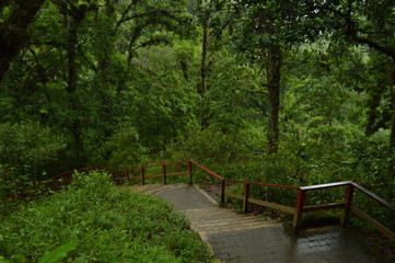 Fototapeta premium Camino del bosque