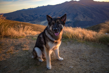 German shepherd on the mountain