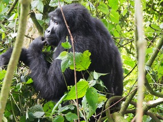 Mountain Gorilla in the Wild 