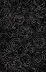  dark black roses