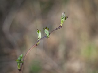  Raspberry with buds