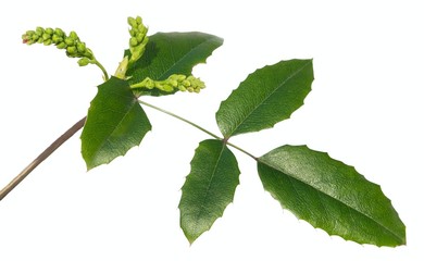 Fototapeta premium Common holly in the spring on white