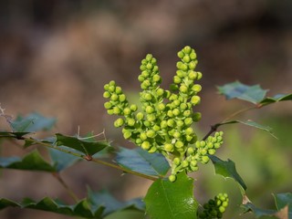Common holly in the spring